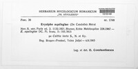 Erysiphe aquilegiae image